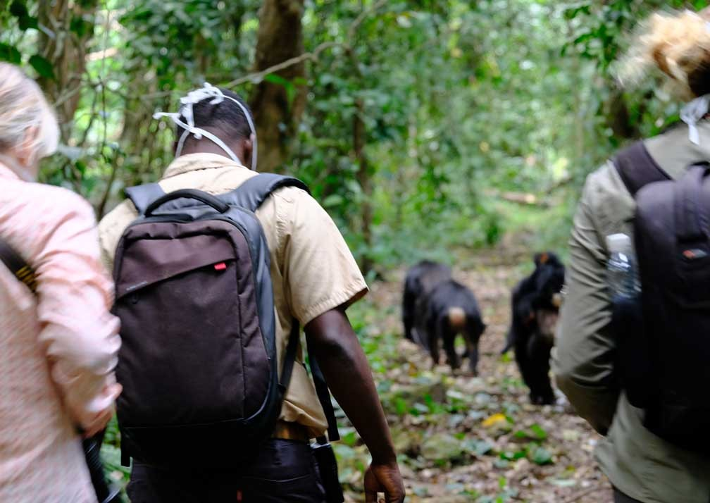 Gorilla Trek Packages, Rwanda gorilla trek tours, gorilla trekking itineraries, best gorilla trek deals, Rwanda wildlife adventure packages