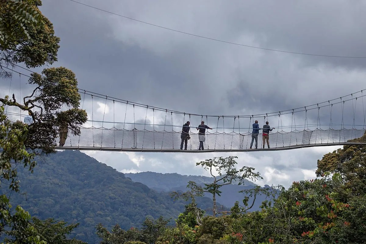 Nyungwe Canopy Walk, Nyungwe National Park, Rwanda canopy walk, Nyungwe forest activities, Rwanda rainforest experience