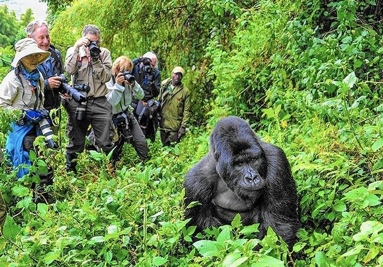 Volcanoes Gorilla Trekking, Gorilla trekking Rwanda, Volcanoes National Park gorilla tours, Rwanda gorilla safaris, Trekking in Volcanoes National Park