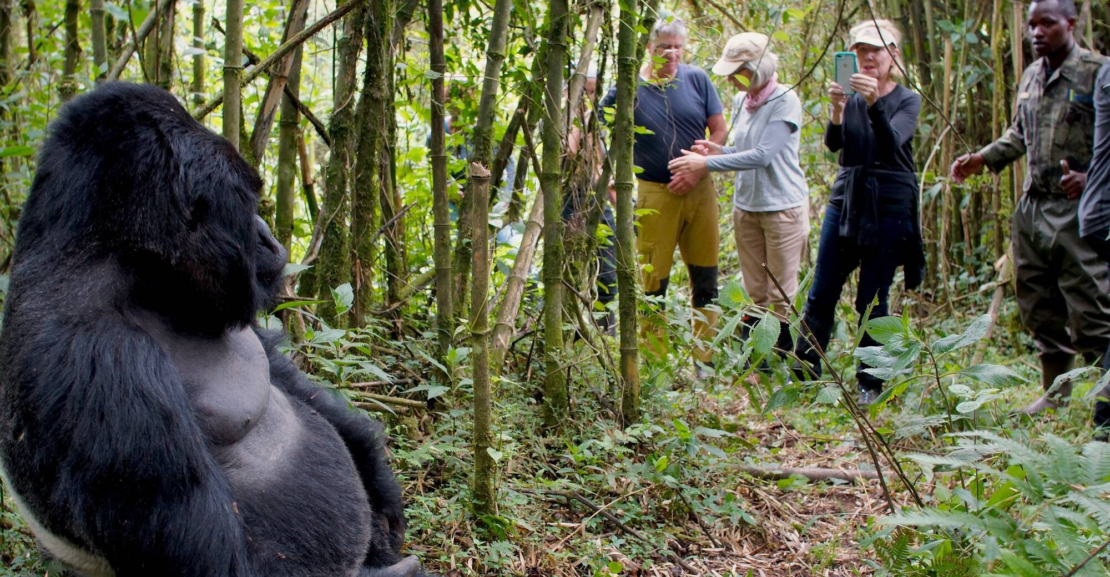 Gorilla Trek Tips, gorilla trekking essentials Rwanda, best tips for gorilla trekking, how to prepare for gorilla trekking, gorilla trek preparation guide