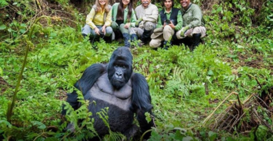 Volcanoes Gorilla Trekking, Gorilla trekking Rwanda, Volcanoes National Park gorilla tours, Rwanda gorilla safaris, Trekking in Volcanoes National Park