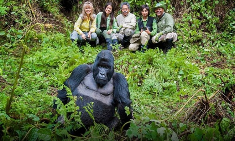 Volcanoes Gorilla Trekking, Gorilla trekking Rwanda, Volcanoes National Park gorilla tours, Rwanda gorilla safaris, Trekking in Volcanoes National Park