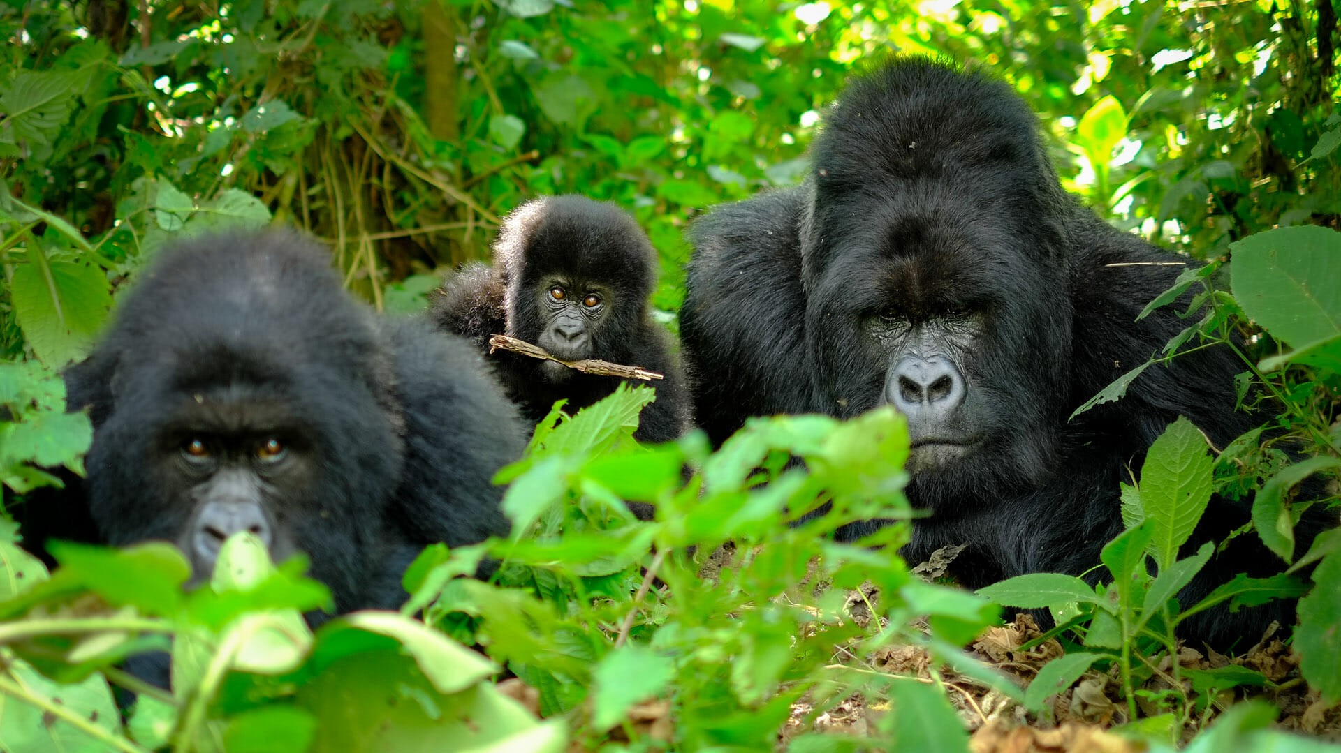 Tour Volcanoes National Park: Gorilla Trekking, Hiking, Safari & Wildlife