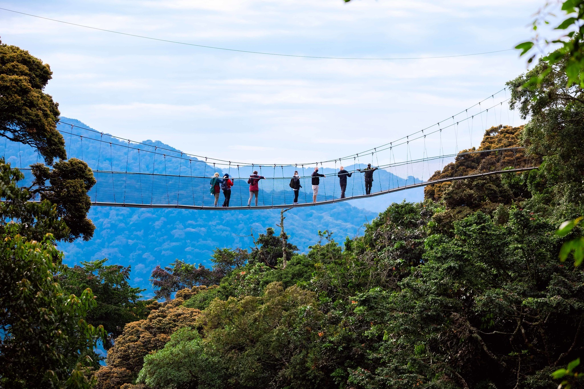 Visit Nyungwe National Park, Nyungwe forest canopy walk, chimpanzee trekking in Nyungwe, Nyungwe National Park tours, best time to visit Nyungwe