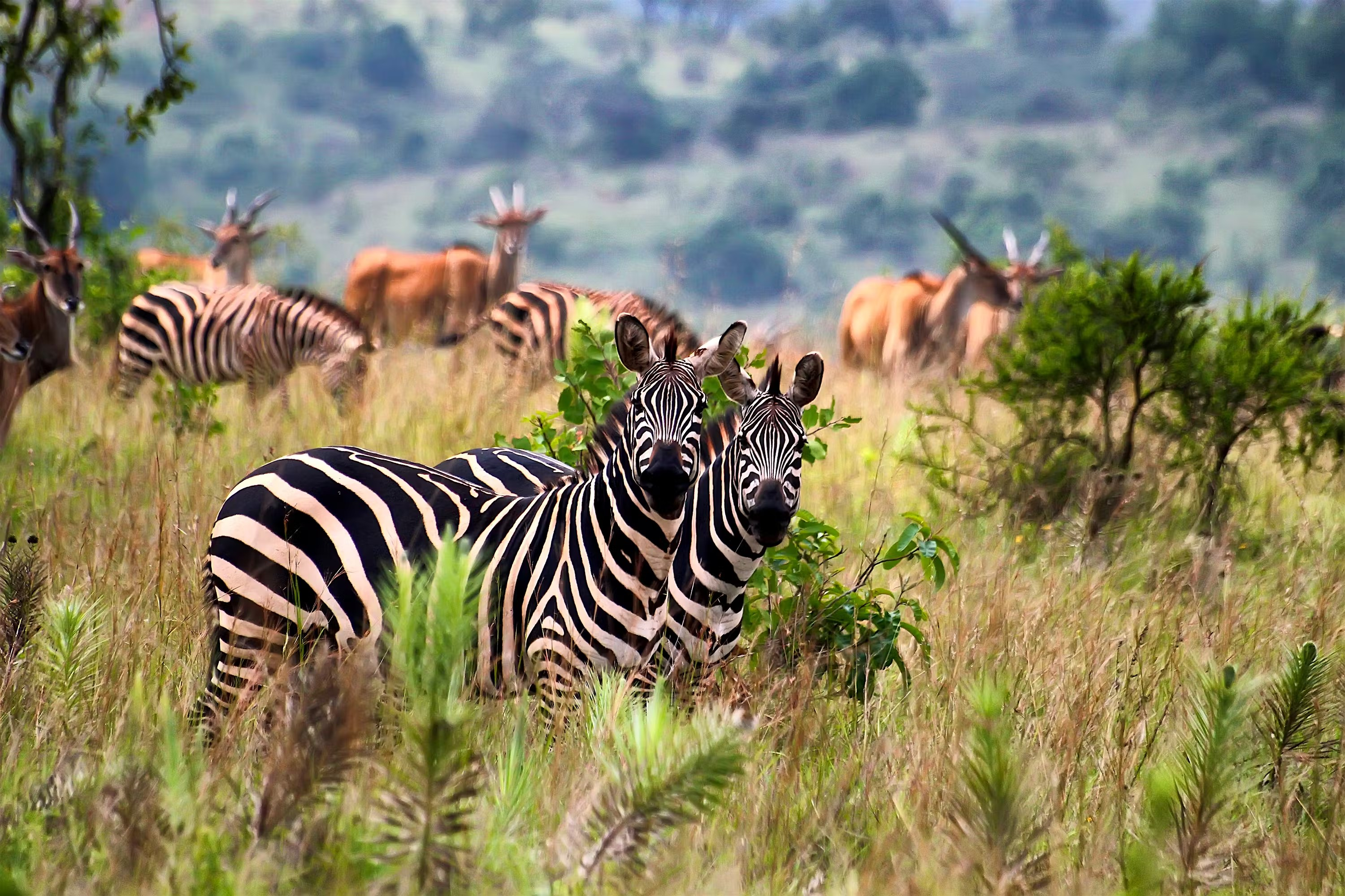 Big 5 Safari In Akagera National Park, Akagera National Park safari, Rwanda big 5 safari, wildlife safari in Akagera, Akagera safari tours