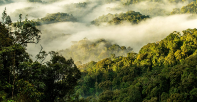 Nyungwe Canopy Walk, Nyungwe National Park, Rwanda canopy walk, Nyungwe forest activities, Rwanda rainforest experience