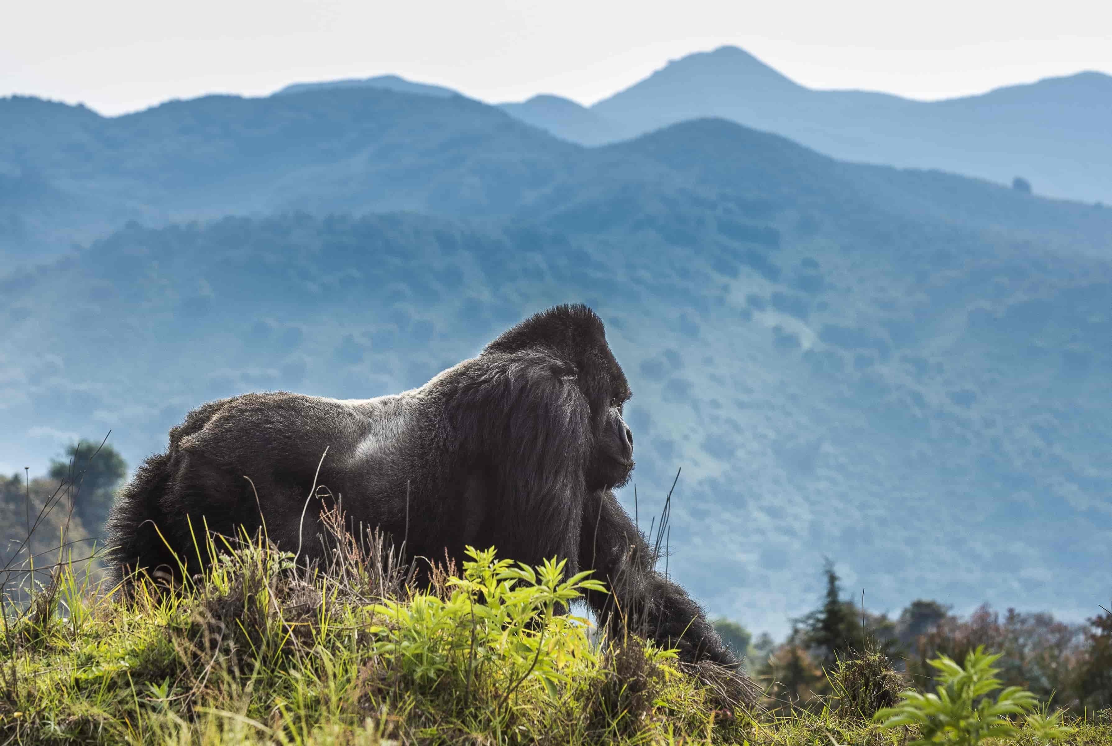 Volcanoes Gorilla Trekking, Gorilla trekking Rwanda, Volcanoes National Park gorilla tours, Rwanda gorilla safaris, Trekking in Volcanoes National Park