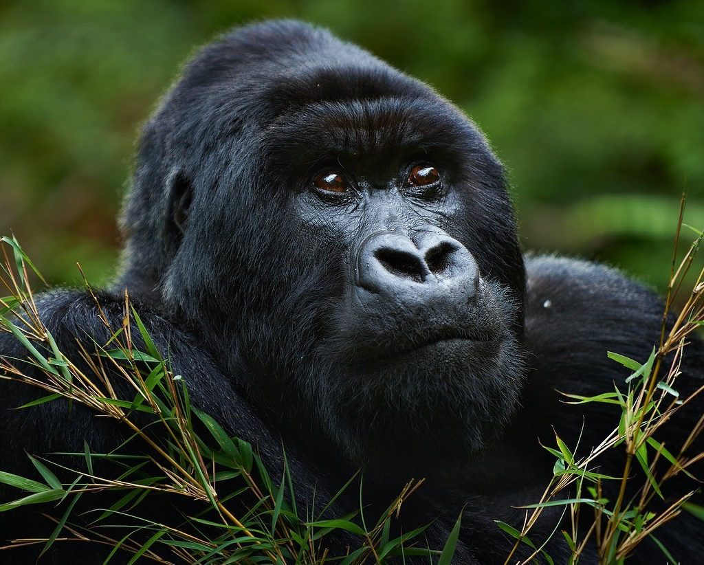 Tour Volcanoes National Park: Gorilla Trekking, Hiking, Safari & Wildlife